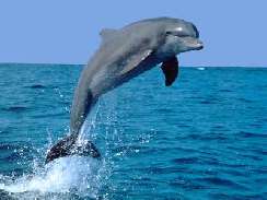 delfines 2 kpek