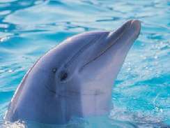 delfines 5 kpek