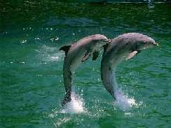 delfines 9 jtkok