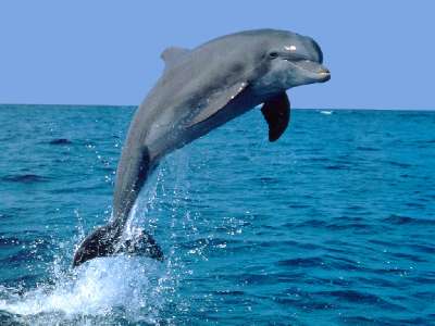 delfines 2 kp