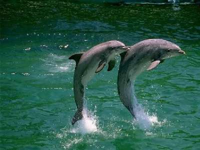 delfines 9 kp